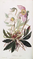 Christrose: aus 